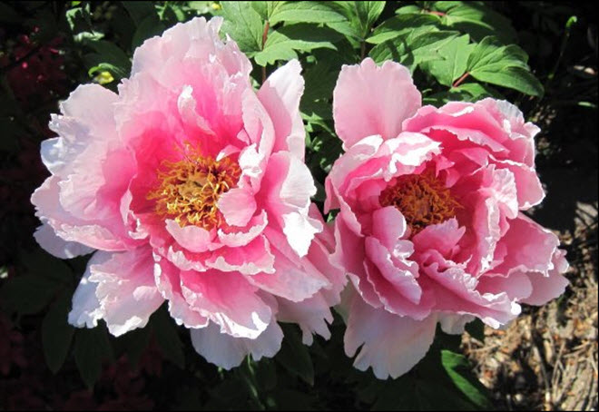 ���� ��������